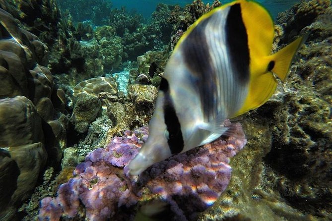 1/2 day Tahaa coral garden - departure Raiatea / ideal for cruise passengers - The boat transfer and the views toward Bora Bora