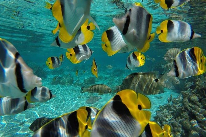 1/2 day Tahaa coral garden - departure Raiatea / ideal for cruise passengers - Price and value at $144.54