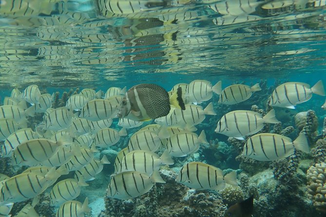 1/2 day Tahaa coral garden - departure Raiatea / ideal for cruise passengers - Meeting point and cruise-day timing
