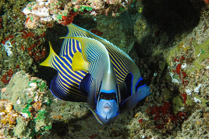 1/2 day Tahaa coral garden - departure Raiatea / ideal for cruise passengers - Who should book this excursion