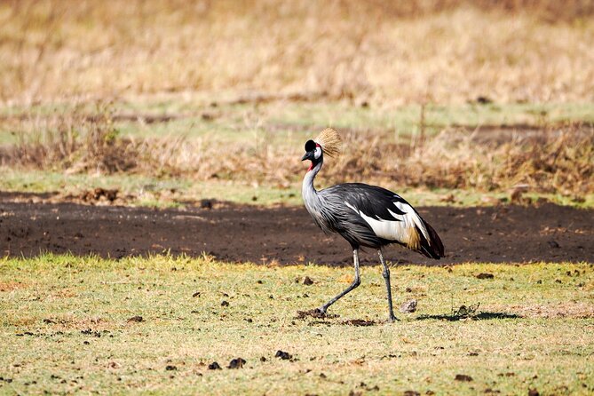 5-Day Private midrange Tour in Arusha with Airport Pickup - Day 3: From Karatu’s highlands into the Serengeti