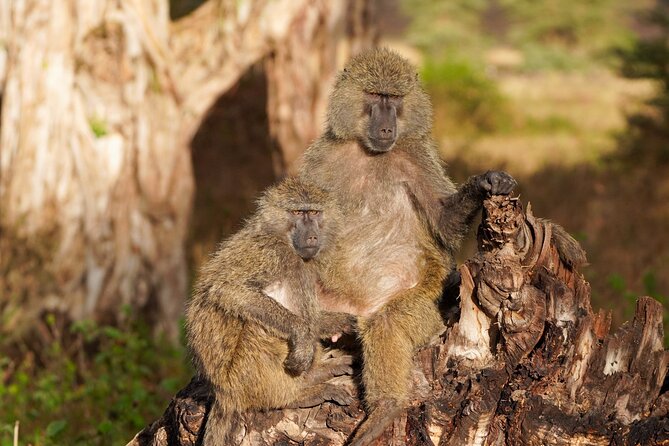 5-Day Private midrange Tour in Arusha with Airport Pickup - Day 4: A long Serengeti morning before Ngorongoro