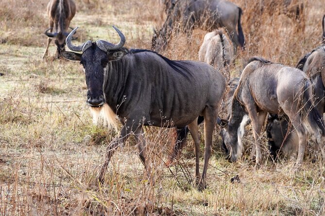 5-Day Private midrange Tour in Arusha with Airport Pickup - Day 5: Down into Ngorongoro Crater