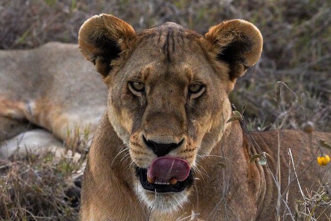 5-Day Private midrange Tour in Arusha with Airport Pickup - How the private guide changes the trip