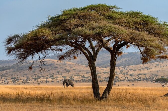 6-Day Private midrange Tour in Arusha with Airport Pickup - Day 4: A full day in central Serengeti