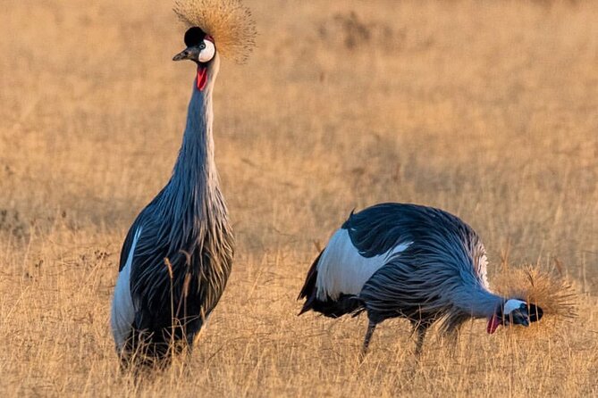 6-Day Private midrange Tour in Arusha with Airport Pickup - Day 5: Sunrise in the Serengeti, then toward Ngorongoro