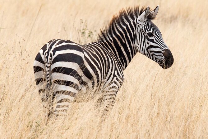 6-Day Private midrange Tour in Arusha with Airport Pickup - Day 2: Lake Manyara, birds, and forest wildlife