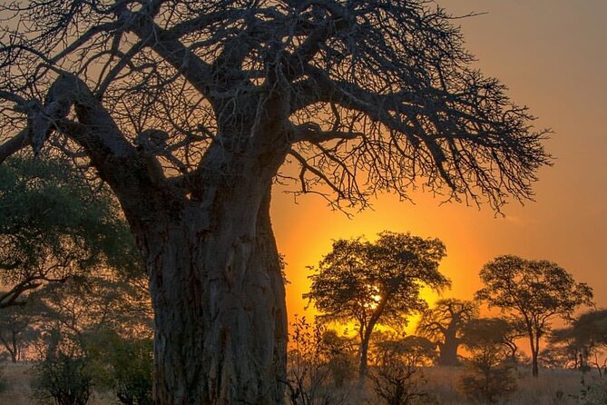 7-Day Private midrange Tour in Arusha with Airport Pickup - At a glance: what makes this safari useful