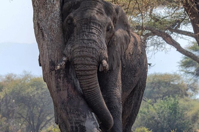 7-Day Private midrange Tour in Arusha with Airport Pickup - Days 4 and 5: Two full days in central Serengeti