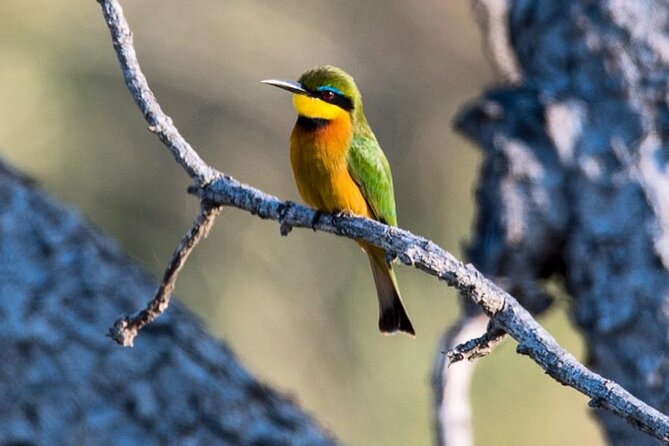 7-Day Private midrange Tour in Arusha with Airport Pickup - Day 6: One last Serengeti drive, then Ngorongoro