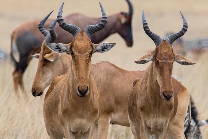 7-Day Private midrange Tour in Arusha with Airport Pickup - Day 7: Ngorongoro Crater’s concentrated wildlife