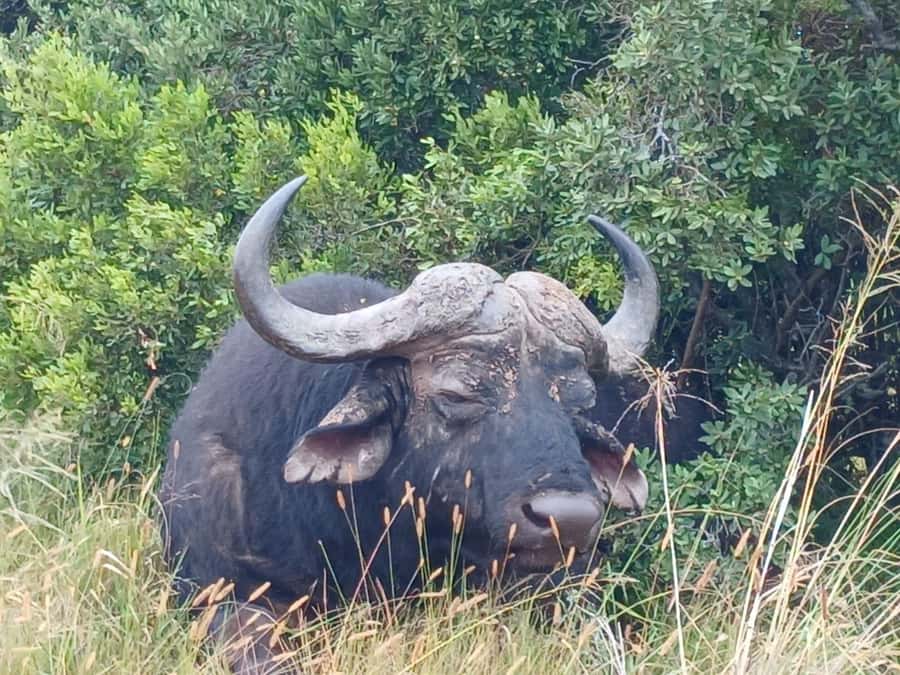 Addo Elephant Full Day Safari / Shore Excursions - Key points to know before you book