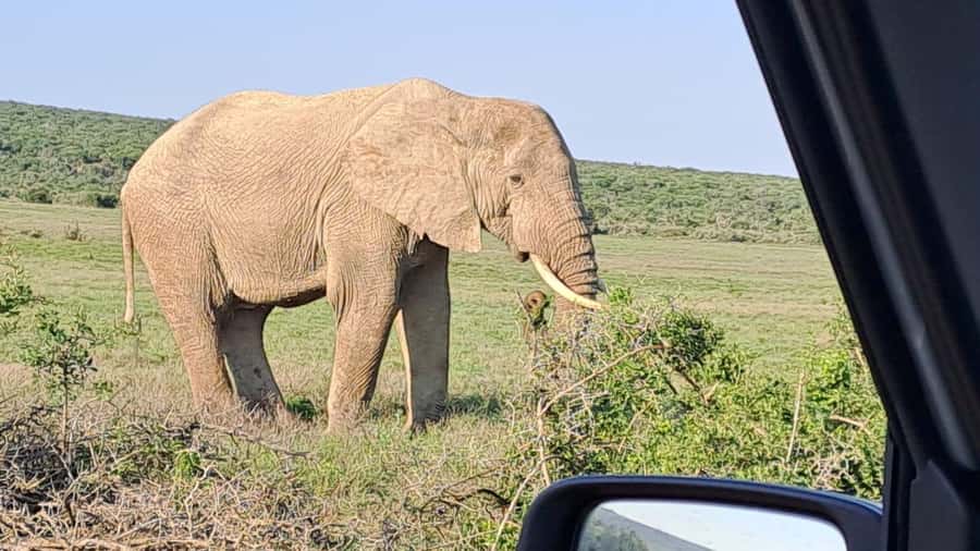 Addo Elephant Full Day Safari / Shore Excursions - Who should book this safari?