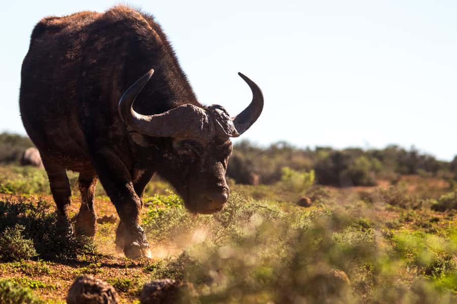 Addo Elephant Full Day Safari / Shore Excursions - Why Addo works so well for a day safari