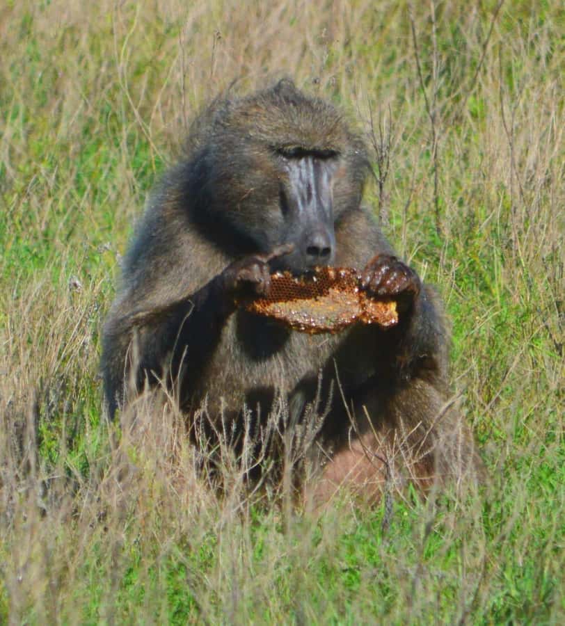 Addo Elephant Full Day Safari / Shore Excursions - The restaurant lunch stop