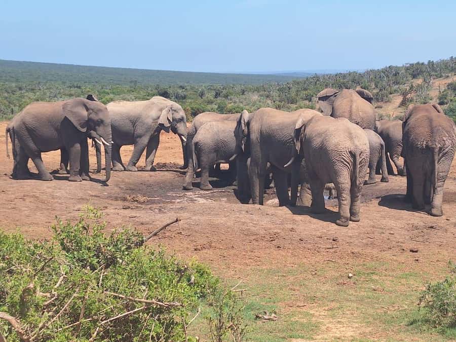 Addo Elephant Full Day Safari / Shore Excursions - The second three-hour game drive