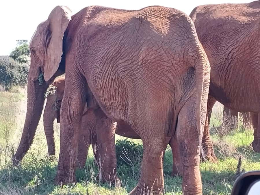 Addo Elephant Full Day Safari / Shore Excursions - Group size, vehicles, and comfort