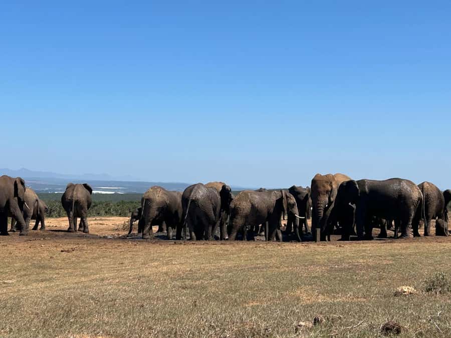 Addo Elephant Full Day Safari / Shore Excursions - Is $152 a fair price?