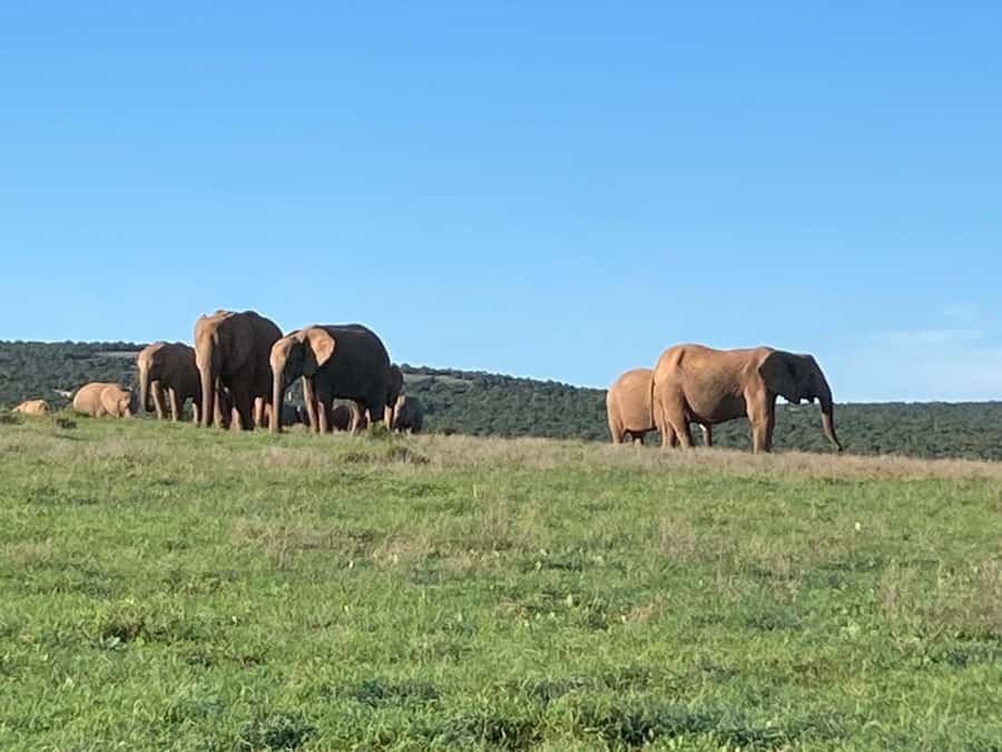 Addo Elephant Full Day Safari / Shore Excursions - Pickup from Gqeberha and nearby towns