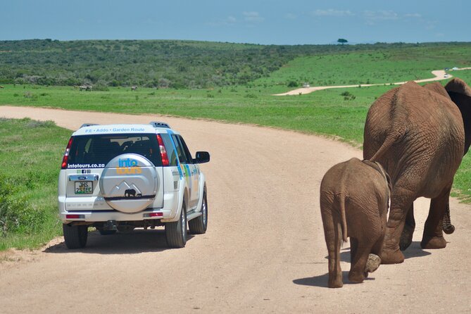 Addo Elephant Park Safari & Shore Excursion from Port Elizabeth - Elephants, water holes, and the animals you may see