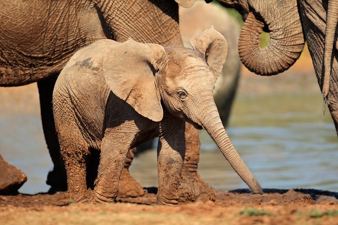 Addo Elephant Park Safari & Shore Excursion from Port Elizabeth - What the guides add to the day