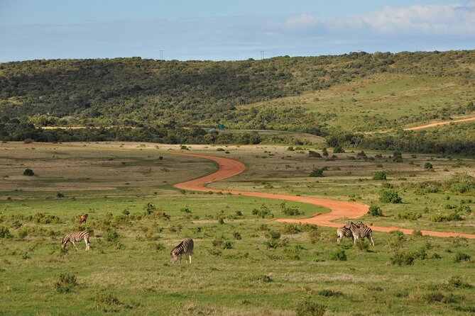 Addo Elephant Park Safari & Shore Excursion from Port Elizabeth - Practical details before you go