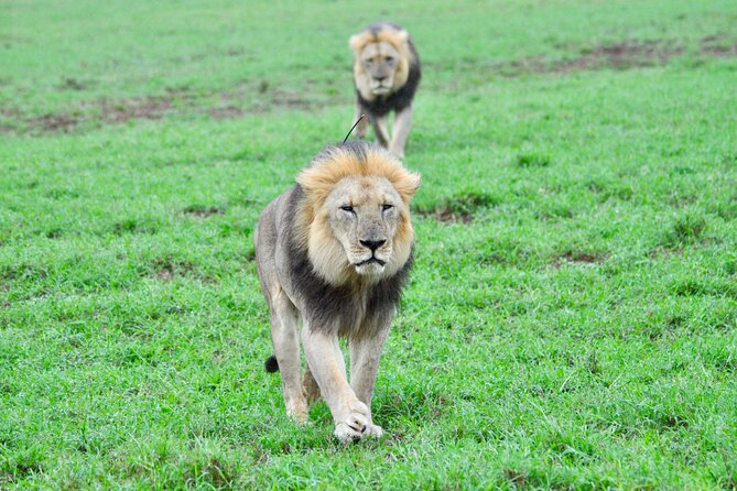 Addo Elephant Park Safari & Shore Excursion from Port Elizabeth - Two game drives give you two chances