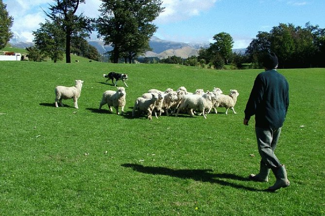 Akaroa Shore Excursion: Akaroa Harbour and Sheep Farm Local Tour - Key things to know before booking