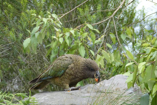 Akaroa Shore Excursion: Banks Peninsula, Christchurch City Tour and Willowbank Wildlife Reserve - Price, group size, and overall value