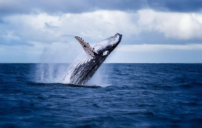 Akureyri: Whale Watching Shore Excursions - Sailing out of Akureyri into Eyjafjörður