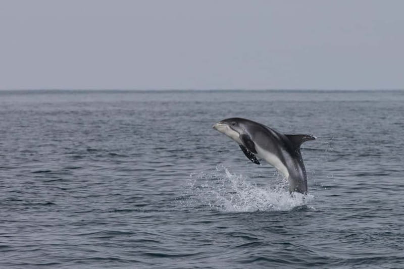 Akureyri: Whale Watching Shore Excursions - What you are likely to see
