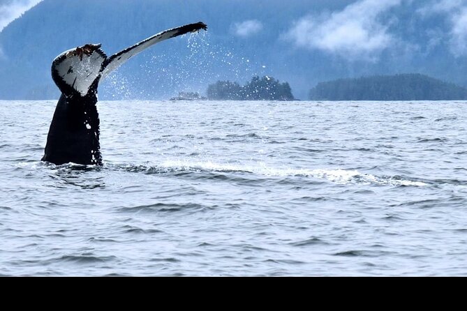 Amazing Whale Watching and Marine Wildlife Shore Excursion - Leaving Crescent Harbor beside Harrigan Centennial Hall