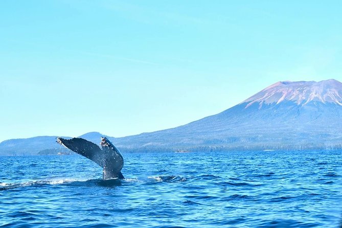 Amazing Whale Watching and Marine Wildlife Shore Excursion - Two hours on Sitka’s water