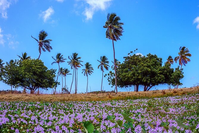 Antigua Shore Excursion: Round Island Tour - Who should book this tour?