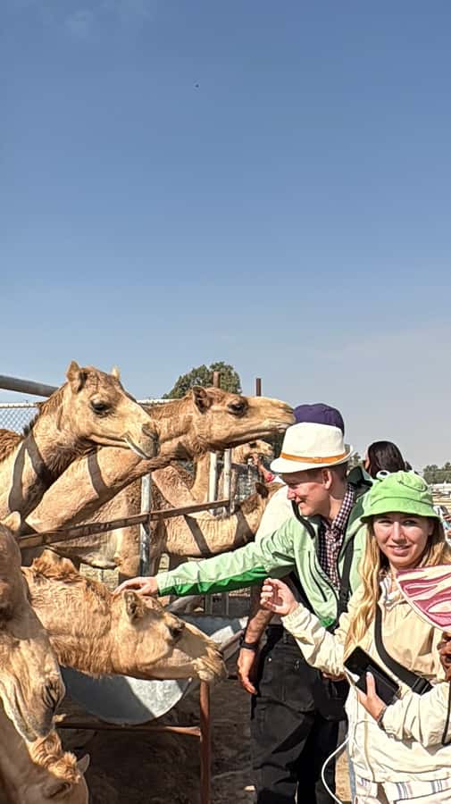Bahrain Full-Day Highlights Tour:Manama,Desert&Tree of Life - Why this seven-hour route works for a first visit