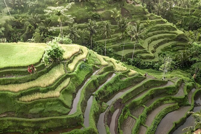 Bali Shore Excursions : Best of Bali Tour - Ubud Monkey Forest and the cultural side of the day