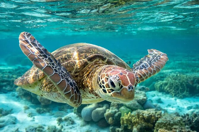 Barbados Shore Excursion: Barbados Surf & Turf - Swimming with turtles in Carlisle Bay