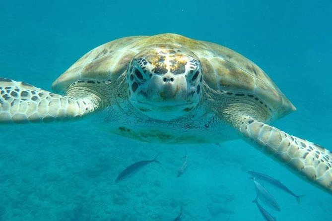 Barbados Shore Excursion Snorkel cruise and Beach Day - Savvy on The Bay and three hours of beach time