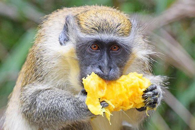 Barbados Shore Excursion: Wildlife Encounter and Beach Day - Key points at a glance