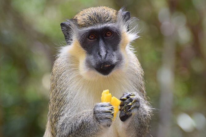 Barbados Shore Excursion: Wildlife Encounter and Beach Day - Bathsheba and the changing route