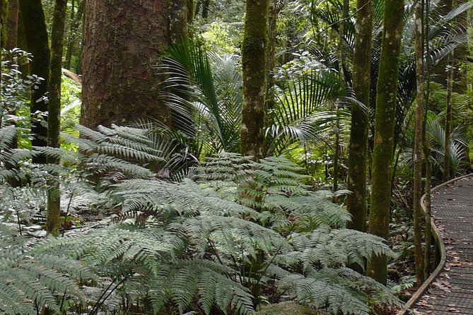 Bay of Islands Glow Worm Caves & Scenic Shore Excursion - Transport, group size, and comfort