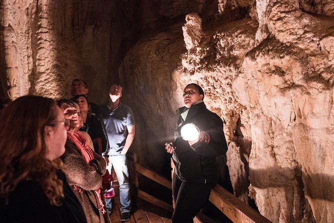 Bay of Islands Glow Worm Caves & Scenic Shore Excursion - A short walk among ancient kauri