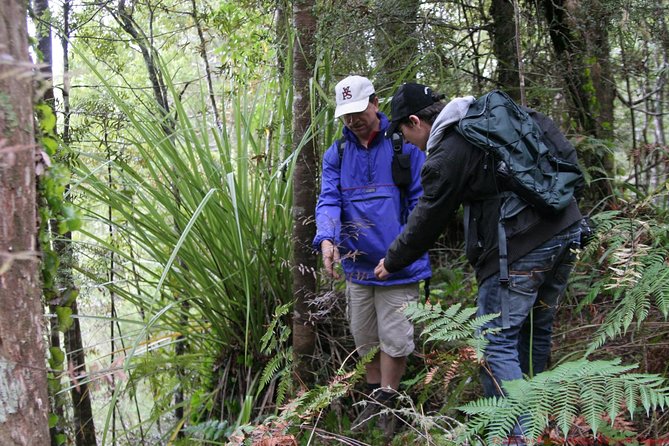 Bay of Islands Shore Excursion: Puketi Rainforest Guided Walk - Why Puketi Rainforest is worth your shore-day time