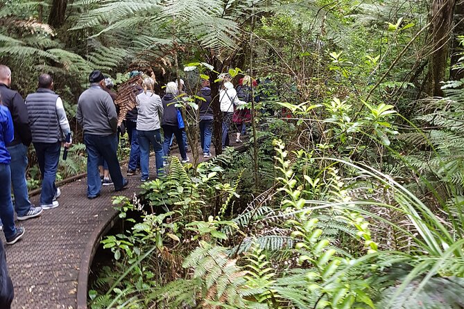 Bay of Islands Shore Excursion: Puketi Rainforest Guided Walk - A hike, not an easy boardwalk stroll
