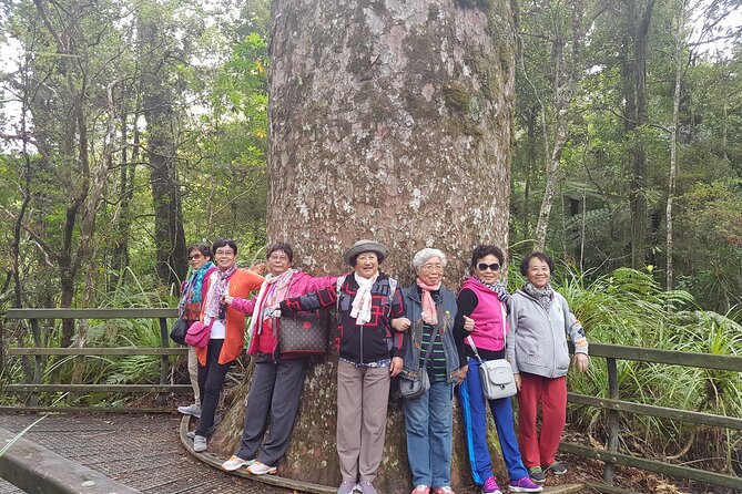 Bay of Islands Shore Excursion: Puketi Rainforest Guided Walk - What your guide adds to the walk
