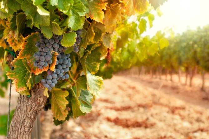 Bella Toscana Private Tour: 2 Chianti Wineries and San Gimignano From Livorno - San Gimignano before the winery visits