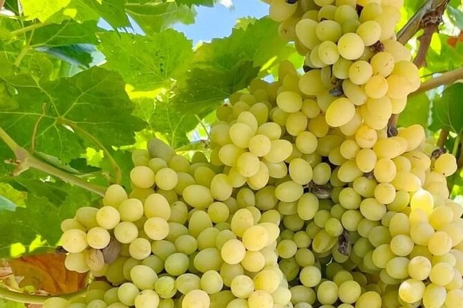 Best Rhodes Tour with Wine Tasting Experience from Cruise Port - What to bring and how to use your free time