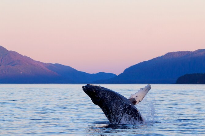 Best Whale Watching and Wildlife Shore Excursion in Sitka - Key points to know before booking