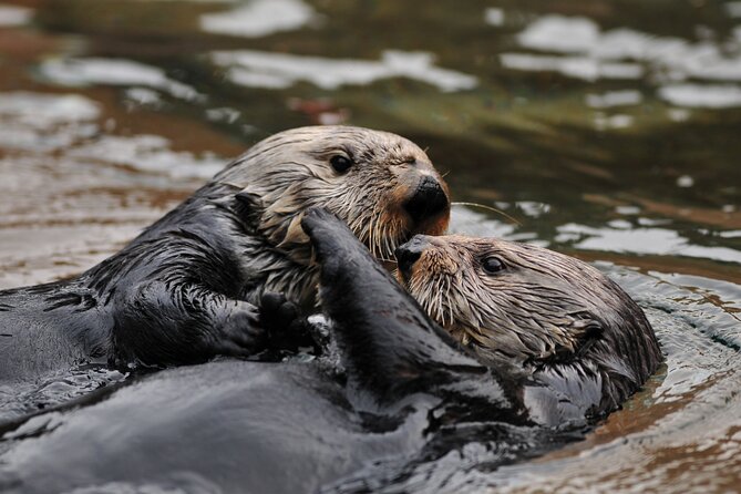 Best Whale Watching and Wildlife Shore Excursion in Sitka - Sea otters, sea lions, eagles, and bears