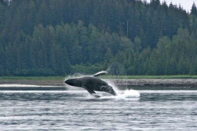 Best Whale Watching and Wildlife Shore Excursion in Sitka